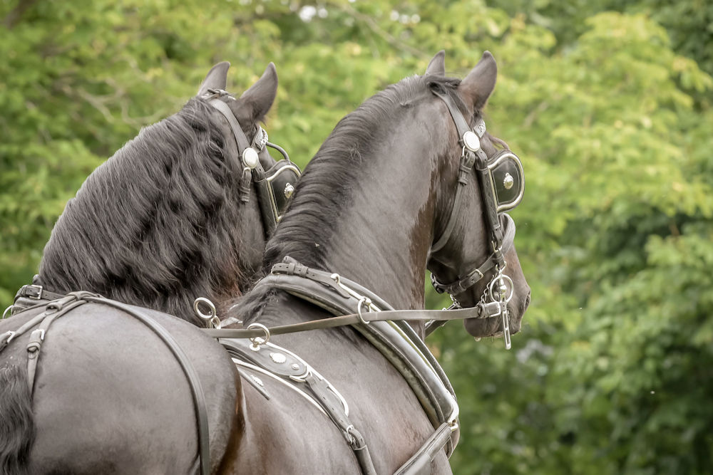 Two Windsor Carriages horses